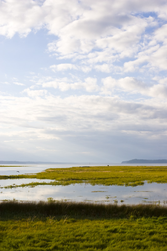 The Nisqually River Delta